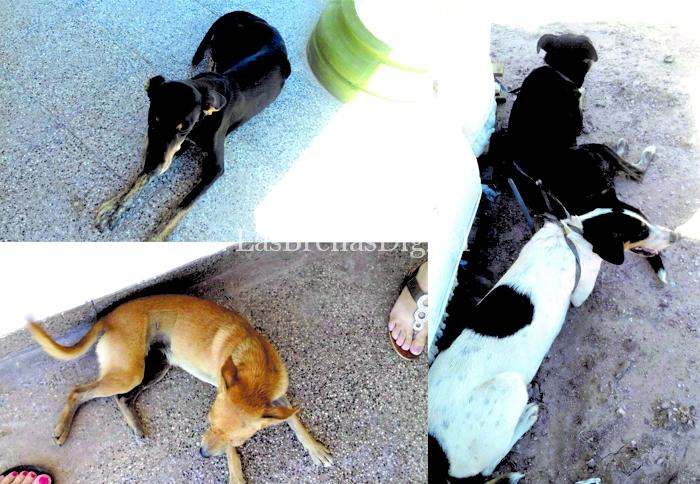 4Patas 4Patas