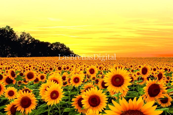 girasol girasol