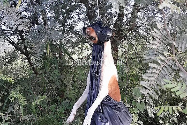 perro1 perro1