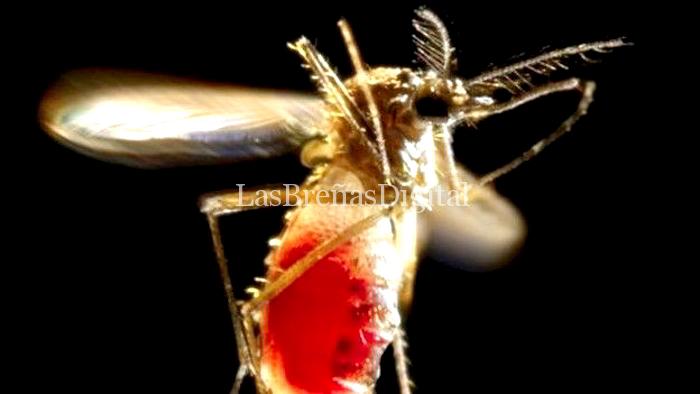 zika zika
